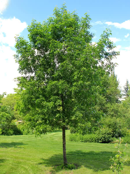 Green Ash for sale - TreeTime.ca