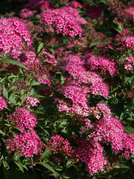 Anthony Waterer Spiraea For Sale Treetime Ca